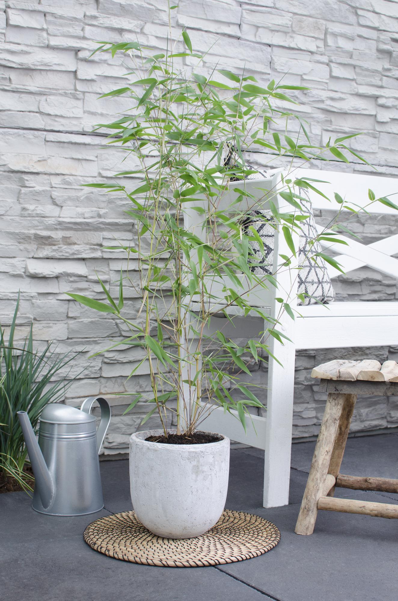Phyllostachys 'Bissetii' - Bambù a stelo verde - Ø14cm - ↕100cm