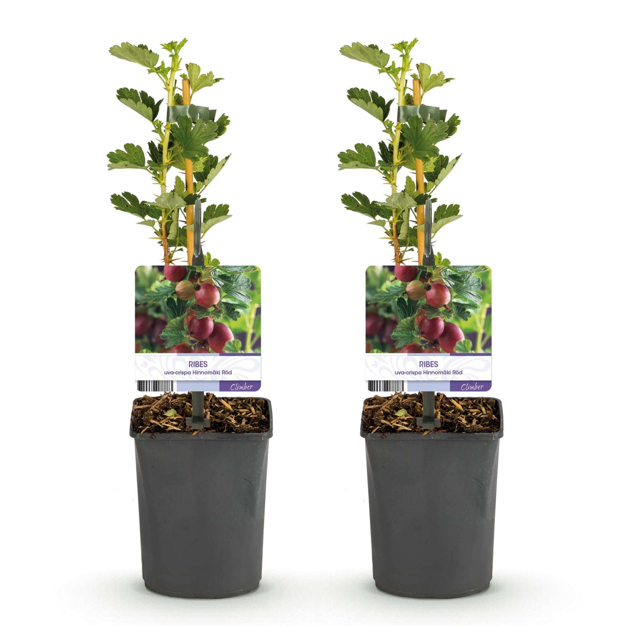 Green boutiQ - Pianta da frutto - Uva spina - Ribes uva-crispa Hinnomäki Röd - Ribes rosso - 2 piante - Vaso 11 cm Altezza 40 cm