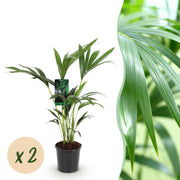 Howea Forsteriana - Kentia Palm - Weinig Onderhoud - Groen - 2 planten - Pot 17cm - Hoogte 70-75cm