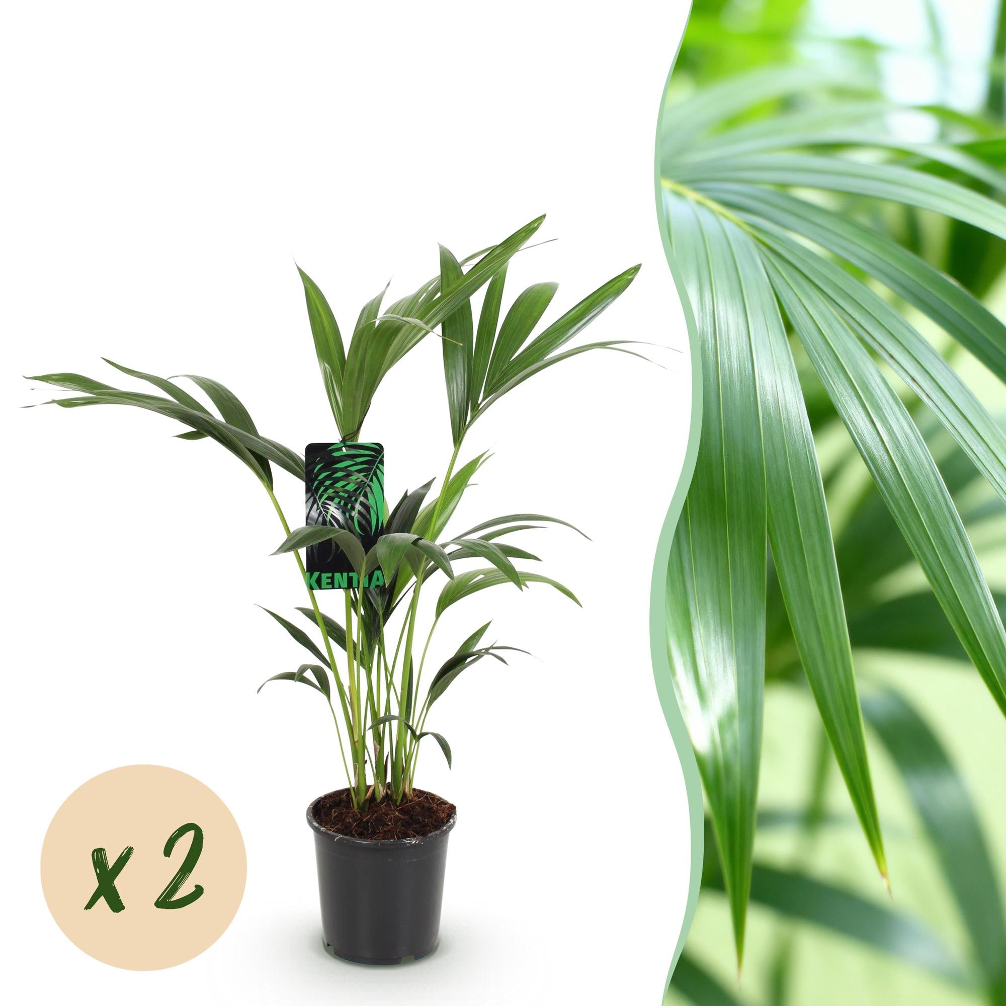 Howea Forsteriana - Kentia Palm - Weinig Onderhoud - Groen - 2 planten - Pot 17cm - Hoogte 70-75cm