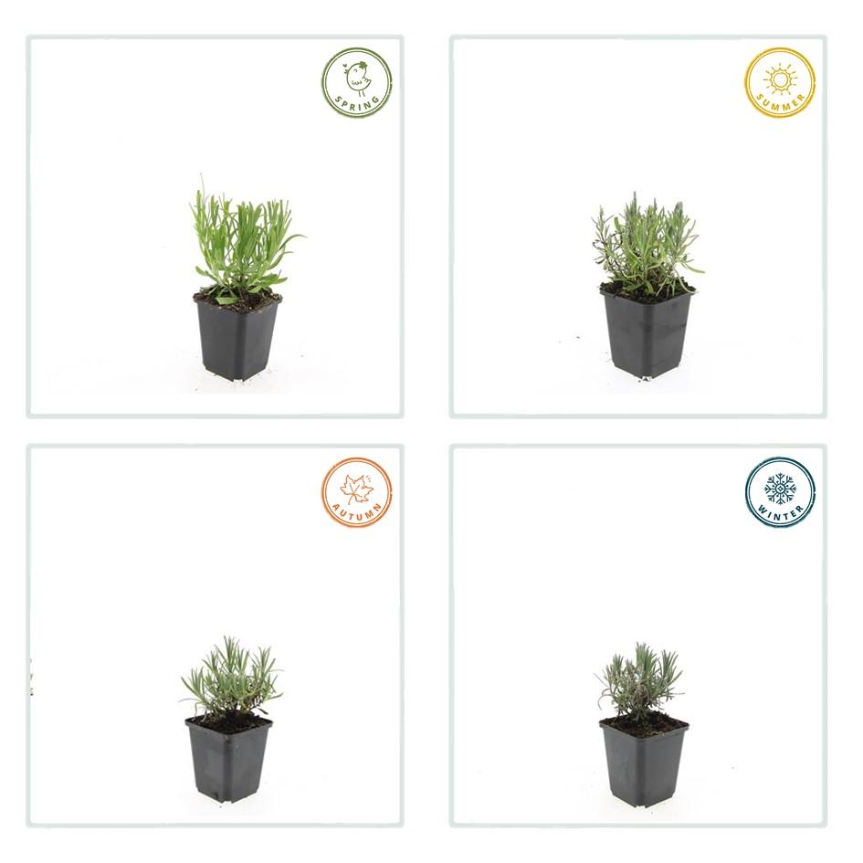 60x Lavandula ang. 'Munstead' - ↕10-25 cm - Ø9 cm