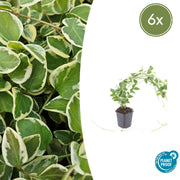 6x Vinca major 'Variegata' - ↕10-25cm - Ø9cm