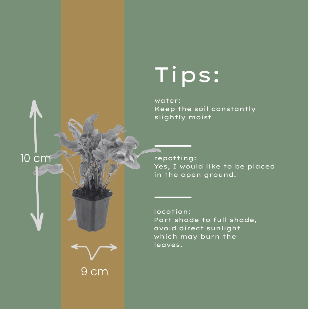 12x Asplenium scolopendrium - ↕10-25cm - Ø9cm