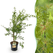 Acer palmatum Methamorphosa - Japanse Esdoorn - Bladverliezend - Groen - Oranje - 1 - Pot 26cm - Hoogte 90cm