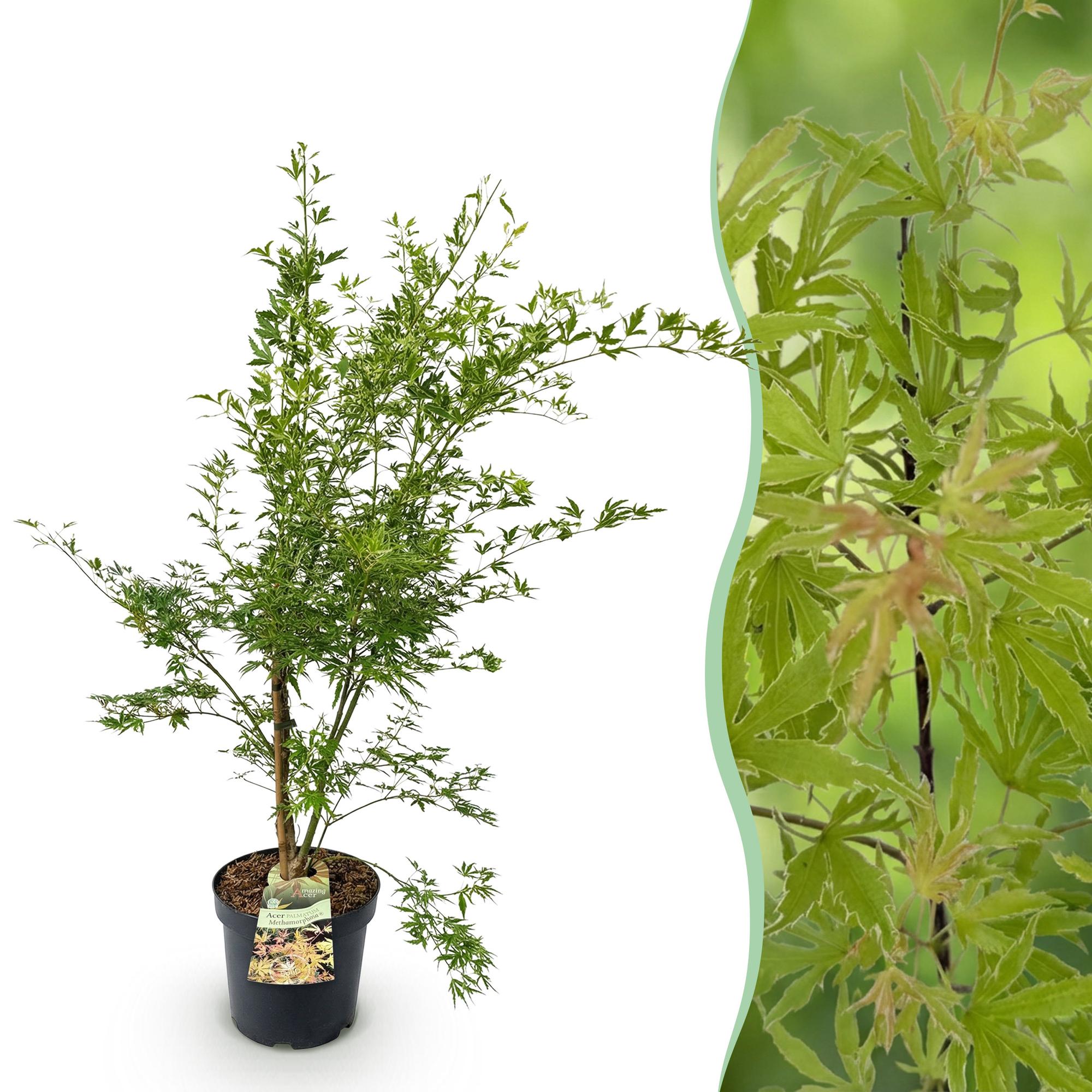 Acer palmatum Methamorphosa - Japanse Esdoorn - Bladverliezend - Groen - Oranje - 1 - Pot 26cm - Hoogte 90cm