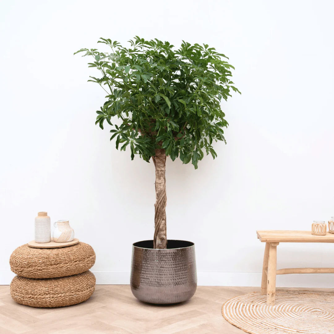 Schefflera op stam - 210cm - ø40